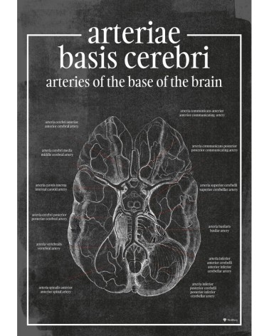 Tętnice Podstawne Mózgu - Plakat Anatomiczny - chalkboard