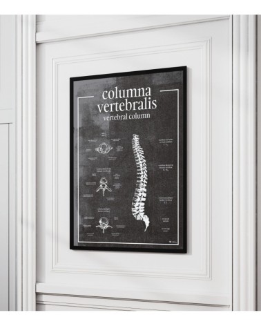 Kręgosłup i Kręgi - Plakat Anatomiczny - chalkboard