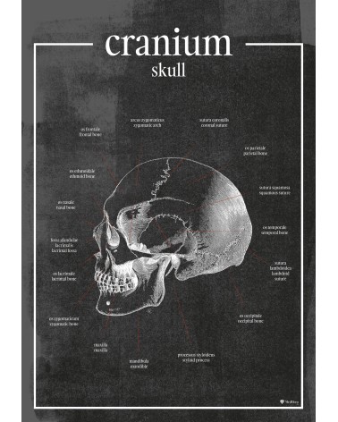 Czaszka - plakat anatomiczny  - chalkboard