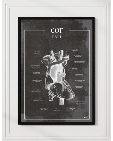 Serce - Plakat Anatomiczny - chalkboard