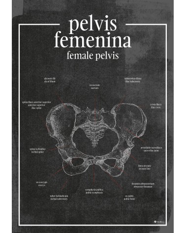 Miednica Żeńska - Plakat Anatomiczny - chalkboard