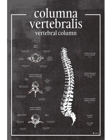 Kręgosłup i Kręgi - Plakat Anatomiczny - chalkboard