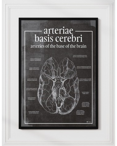 Tętnice Podstawne Mózgu - Plakat Anatomiczny - chalkboard