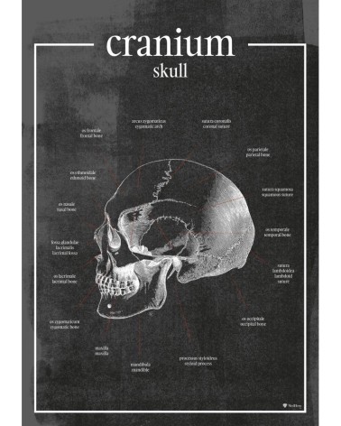 Czaszka - plakat anatomiczny  - chalkboard