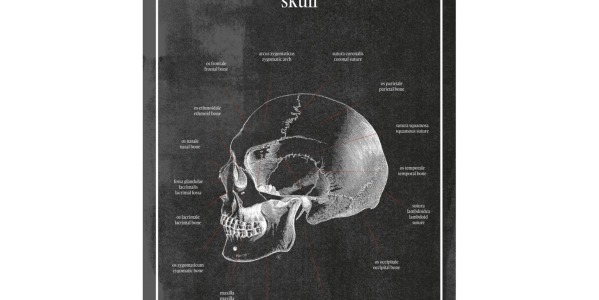 Czaszka - Plakat anatomiczny czaszki – precyzyjne przedstawienie ludzkiej czaszki