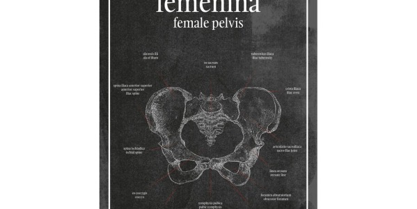 Miednica - Plakat anatomiczny miednica żeńska – szczegółowa analiza anatomiczna na eleganckim plakacie edukacyjnym