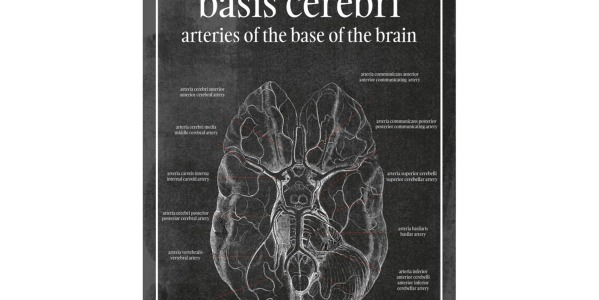 Mózg - Plakat anatomiczny mózgu – jak ukrwiony jest Twój mózg?