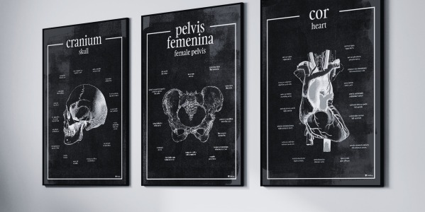 Budżetowa metamorfoza gabinetu lekarskiego - Plakaty Anatomiczne