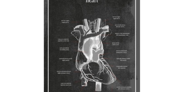 Serce - Plakat Anatomiczny Serce Idealna Dekoracja I Narzędzie Edukacyjne