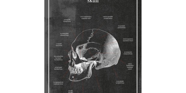 Czaszka - Plakat anatomiczny czaszki – precyzyjne przedstawienie ludzkiej czaszki