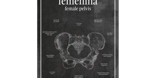 Miednica - Plakat anatomiczny miednica żeńska – szczegółowa analiza anatomiczna na eleganckim plakacie edukacyjnym
