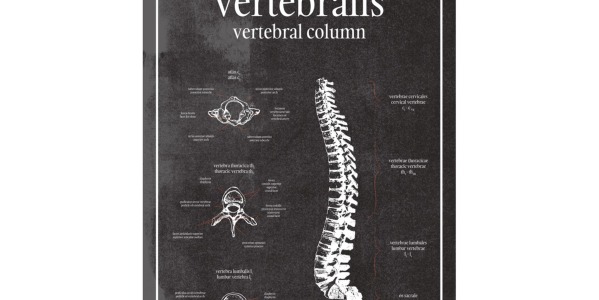 Kręgosłup - Plakat Anatomiczny Kręgosłup: Fundament Ludzkiego Ciała