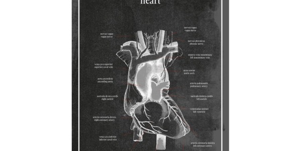 Serce - Plakat Anatomiczny Serce Idealna Dekoracja I Narzędzie Edukacyjne