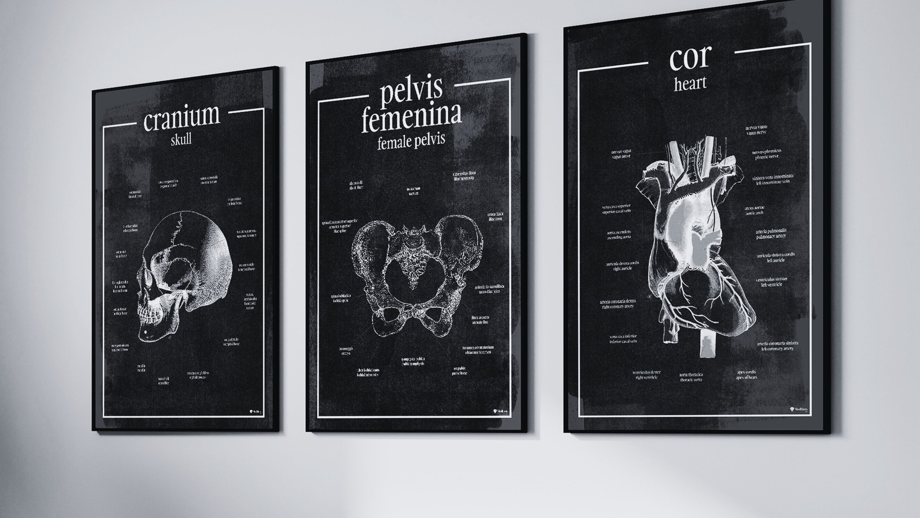 Budżetowa metamorfoza gabinetu lekarskiego - Plakaty Anatomiczne
