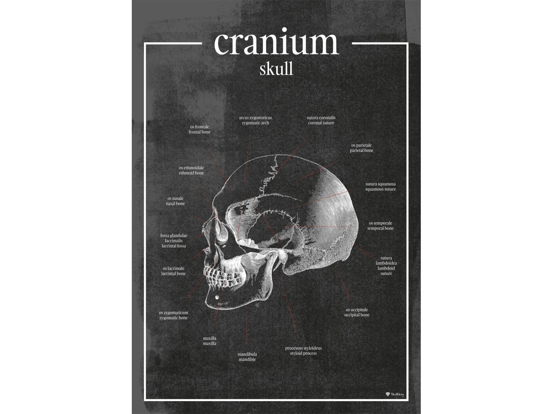 Czaszka - Plakat anatomiczny czaszki – precyzyjne przedstawienie ludzkiej czaszki