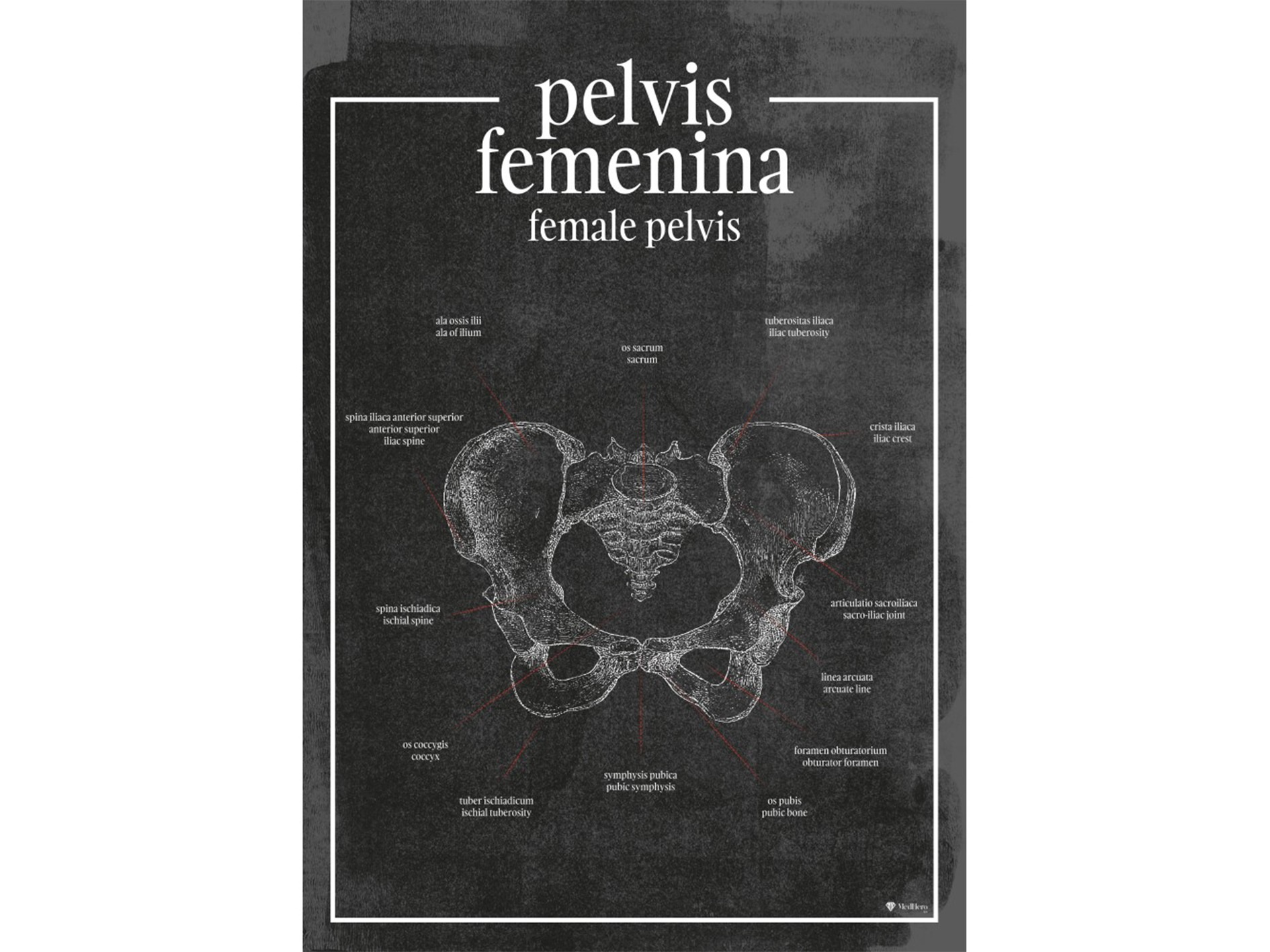 Miednica - Plakat anatomiczny miednica żeńska – szczegółowa analiza anatomiczna na eleganckim plakacie edukacyjnym