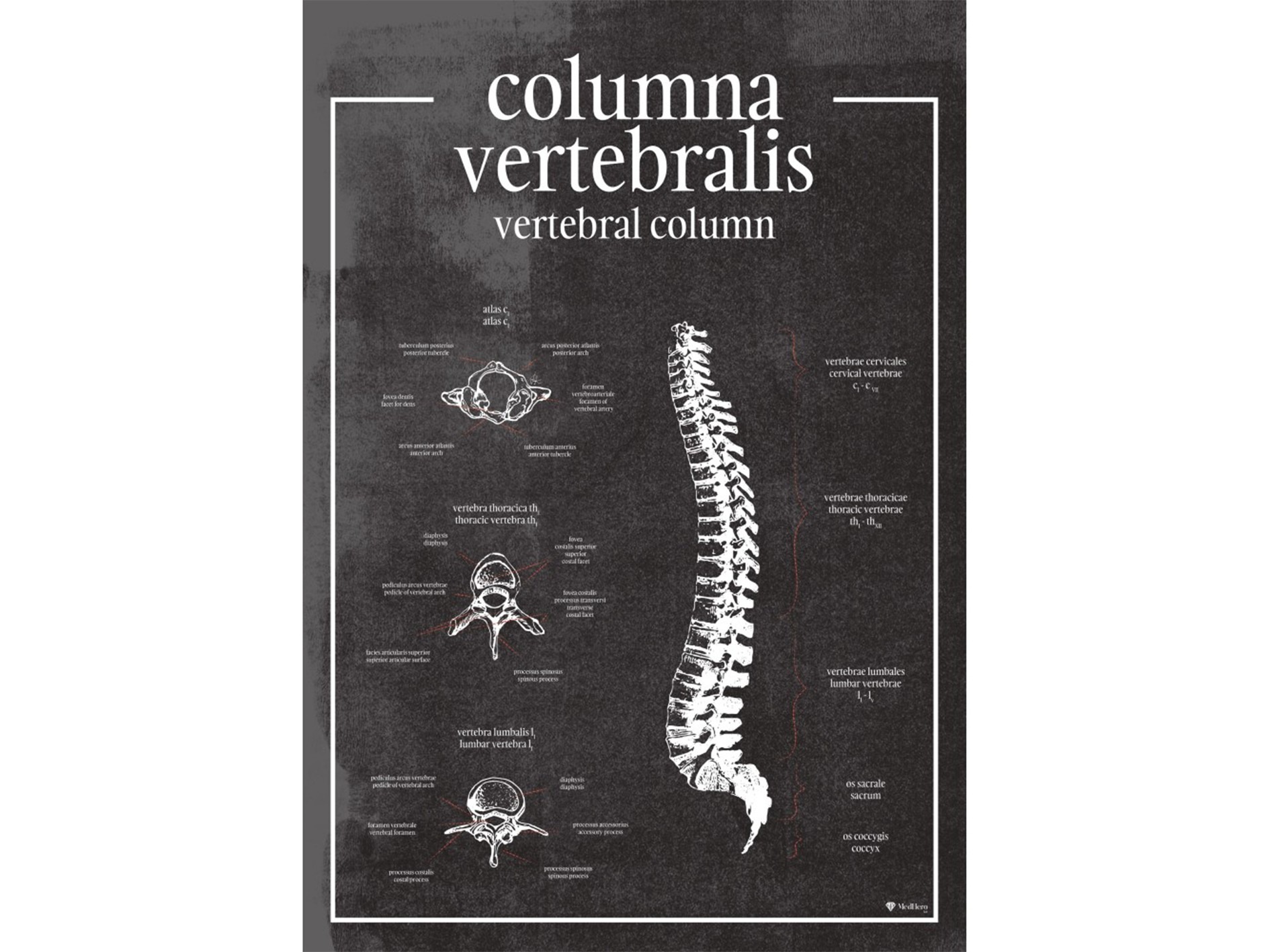 Kręgosłup - Plakat Anatomiczny Kręgosłup: Fundament Ludzkiego Ciała